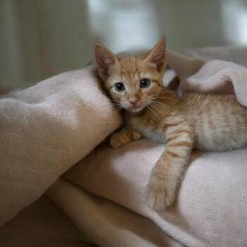 BOSCO -  Domestic Short Hair Cat Available for Adoption - BOSCO | PetCurious