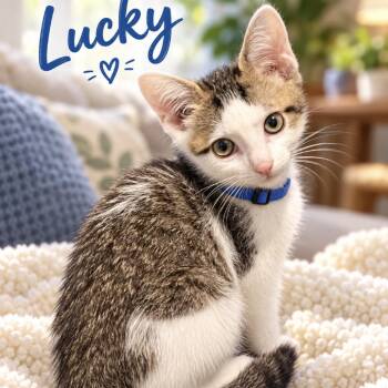 Lucky -  Domestic Short Hair Cat for Adoption in Inman, South Carolina - Lucky | PetCurious