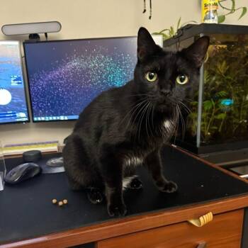 Rescue Domestic Short Hair Cats for Adoption in Evanston, Illinois - Monte Cristo | PetCurious