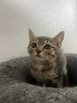 Huck -  Domestic Short Hair Cat for Adoption in Lovingston, Virginia - Huck | PetCurious