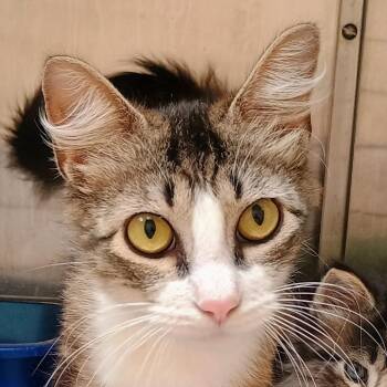 Dusty -  Domestic Medium Hair Cat for Adoption in Palestine, Texas - Dusty | PetCurious