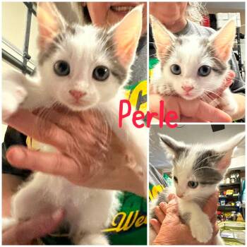 Perle -  Domestic Short Hair Cat for Adoption in Byrdstown, Tennessee - Perle | PetCurious