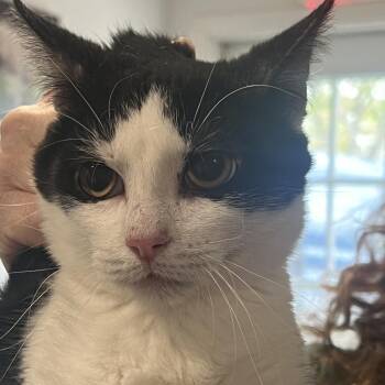 Rescue Domestic Short Hair Cats for Adoption in Austin, Texas - Eder SYG | PetCurious