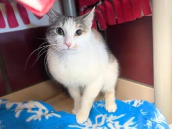 EVELYN -  Domestic Short Hair Cat Available for Adoption in Fort Wayne, Indiana - EVELYN | PetCurious