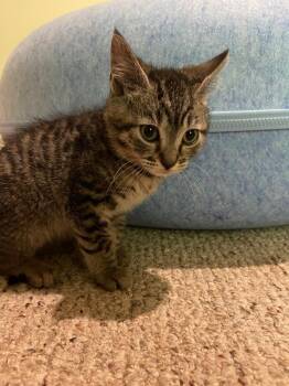 Espoo -  Domestic Medium Hair Cat for Adoption in Newnan, Georgia - Espoo | PetCurious