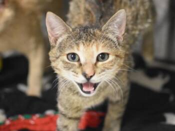 Eva -  Domestic Short Hair Cat for Adoption in Portland, Oregon - Eva | PetCurious