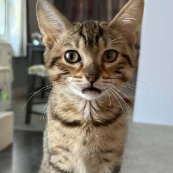 Bruce - Big Personality -  Bengal and Tabby Cat for Adoption in Hamilton, Ontario - Bruce - Big Personality | PetCurious