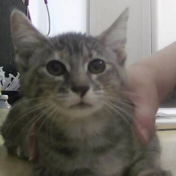 Domestic Short Hair Cats Available for Adoption in Dayton, Minnesota - Rachel | PetCurious