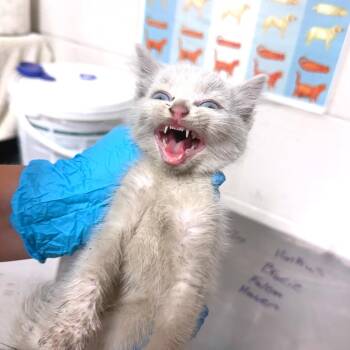 Domestic Short Hair Cats Available for Adoption in Parrish, Alabama - Bibble Boo | PetCurious