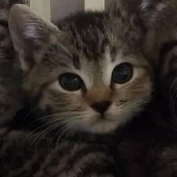 Missy -  Domestic Short Hair Cat for Adoption in Lynchburg, Virginia - Missy | PetCurious