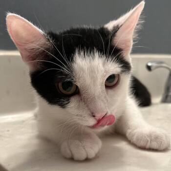 Wanda -  Domestic Short Hair Cat for Adoption in Philadelphia, Pennsylvania - Wanda | PetCurious