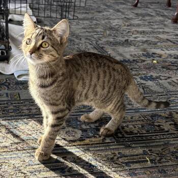 Poppy -  Domestic Short Hair Cat for Adoption in Lawrenceburg, Kentucky - Poppy | PetCurious