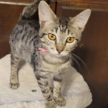 Rescue Tabby Cats for Adoption in Fresno, California - Ariel | PetCurious