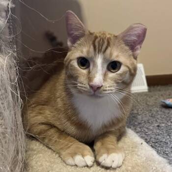 Domestic Short Hair Cats Available for Adoption - General Munchkin Man | PetCurious