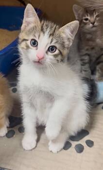 Catrick Swayze -  Tabby Cat for Adoption in Jurupa Valley, California - Catrick Swayze | PetCurious