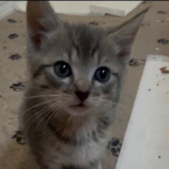 Pluto -  Domestic Short Hair Cat for Adoption in Titusville, Florida - Pluto | PetCurious