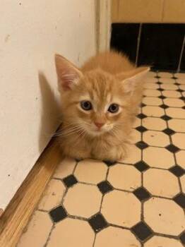 Cinnamon -  Domestic Short Hair Cat Available for Adoption in West Chester, Pennsylvania - Cinnamon | PetCurious