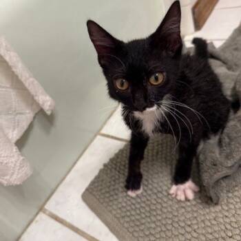 Rescue Domestic Short Hair Cats for Adoption in Debary, Florida - Dexter | PetCurious