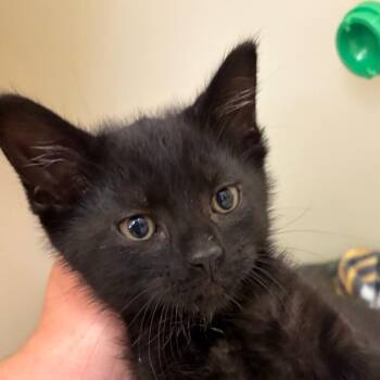 Paxton -  Domestic Short Hair Cat for Adoption in Zanesville, Ohio - Paxton | PetCurious