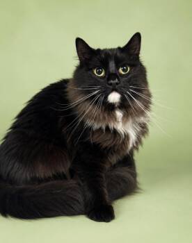 Princess Doughnut -  Domestic Medium Hair Cat for Adoption in Rock Springs, Wyoming - Princess Doughnut | PetCurious