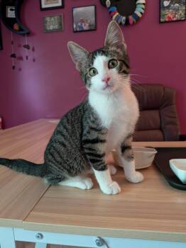 Woodstock -  Domestic Short Hair Cat for Adoption in Ballwin, Missouri - Woodstock | PetCurious