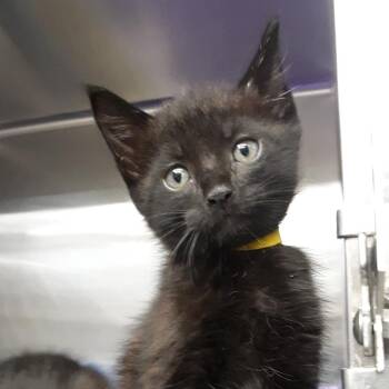 Dexter -  Domestic Short Hair Cat for Adoption in Spokane, Washington - Dexter | PetCurious