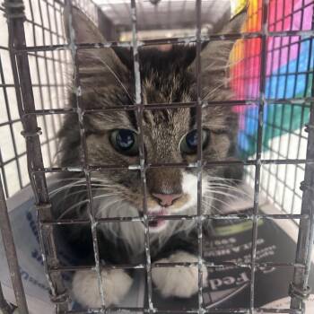 Domestic Short Hair Cats Available for Adoption in Philadelphia, Pennsylvania - Scarlette | PetCurious