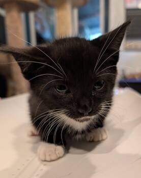 Domestic Short Hair Cats Available for Adoption in Apopka, Florida - Poblano 2.15.26 | PetCurious
