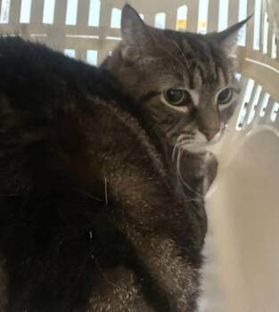 Kitty -  Domestic Short Hair Cat for Adoption - Kitty | PetCurious