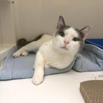 Cici -  Domestic Short Hair Cat for Adoption - Cici | PetCurious
