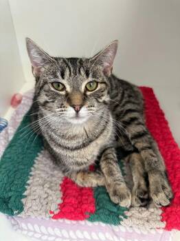 Ila -  Domestic Short Hair Cat Available for Adoption in Milltown, New Jersey - Ila | PetCurious