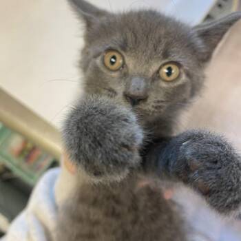Secret -  Domestic Short Hair Cat for Adoption in Charlottesville, Virginia - Secret | PetCurious