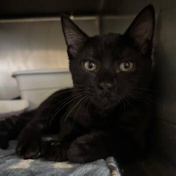 Little Lady -  Domestic Short Hair Cat for Adoption in Lakeland, Florida - Little Lady | PetCurious