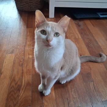 Gus -  Domestic Short Hair Cat for Adoption in Pittsburgh, Pennsylvania - Gus | PetCurious