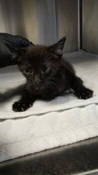 A1051343 -  Domestic Short Hair Cat for Adoption in Martinez, California - A1051343 | PetCurious