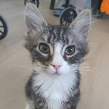 Boop -  Domestic Medium Hair Cat for Adoption in Las Vegas, Nevada - Boop | PetCurious