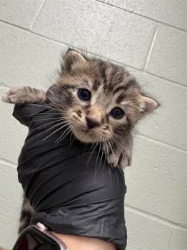 Rescue Domestic Short Hair Cats for Adoption in Thousand Palms, California - KRISTOFF | PetCurious