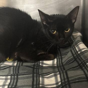 Apu -  Domestic Short Hair Cat for Adoption in West Palm Beach, Florida - Apu | PetCurious