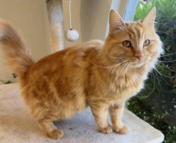 Tabby and Domestic Medium Hair Cats Available for Adoption in San Luis Obispo, California - Marshmallow - Marvelous Marmalade Missy - CCC | PetCurious