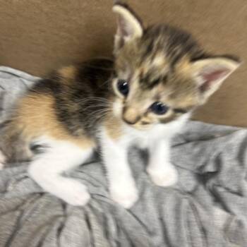 Dolly -  Domestic Short Hair Cat for Adoption in Starkville, Mississippi - Dolly | PetCurious
