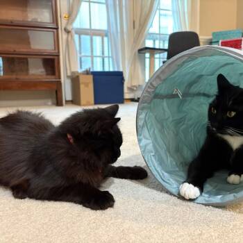 Licorice McKenzie -  Domestic Medium Hair Cat for Adoption in Merrifield, Virginia - Licorice McKenzie | PetCurious
