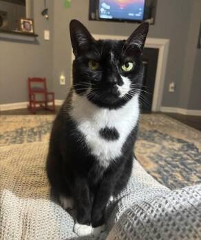 Domestic Short Hair Cats Available for Adoption in Greenville, South Carolina - Steve HO | PetCurious