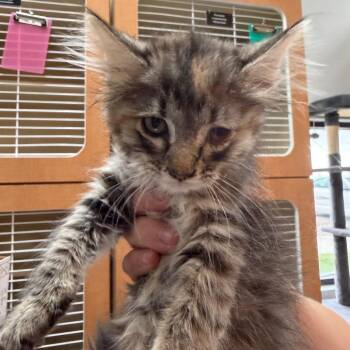 Banana -  Domestic Long Hair Cat for Adoption in Idaho Falls, Idaho - Banana | PetCurious