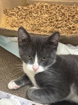 Sneezy- MD -  Domestic Short Hair Cat for Adoption in Fort Walton Beach, Florida - Sneezy- MD | PetCurious