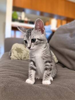 Ginkgo G -  Tabby Cat for Adoption in Fresno, California - Ginkgo G | PetCurious