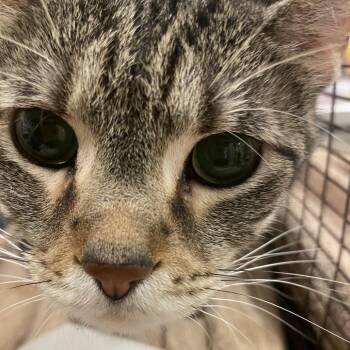 Hershey Bar -  Domestic Short Hair and Mixed Breed Cat for Adoption in Chicago, Illinois - Hershey Bar | PetCurious