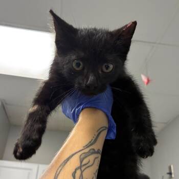 Crowley -  Domestic Short Hair Cat for Adoption in Greenville, South Carolina - Crowley | PetCurious