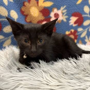 Rescue Domestic Short Hair Cats for Adoption in Wichita, Kansas - Raven | PetCurious