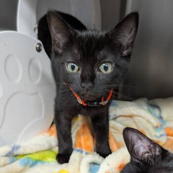 Victoria -  Domestic Short Hair Cat for Adoption in Aberdeen, Washington - Victoria | PetCurious