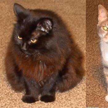 Clemintine -  Domestic Long Hair and Mixed Breed Cat for Adoption in Asheville, North Carolina - Clemintine | PetCurious